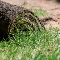 Рулонный газон