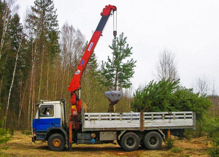 Доставка деревьев