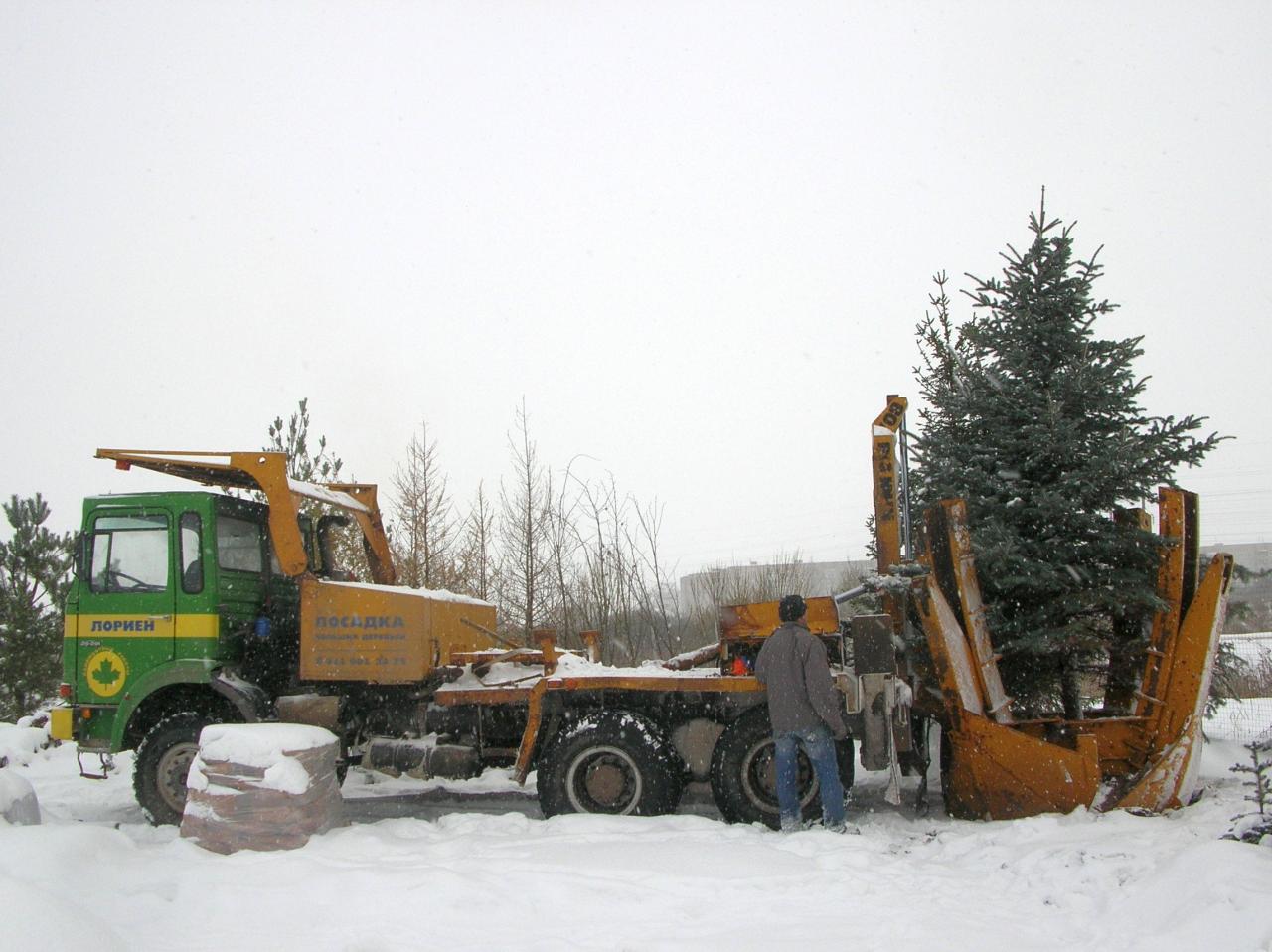 Посадка крупномерных  деревьев