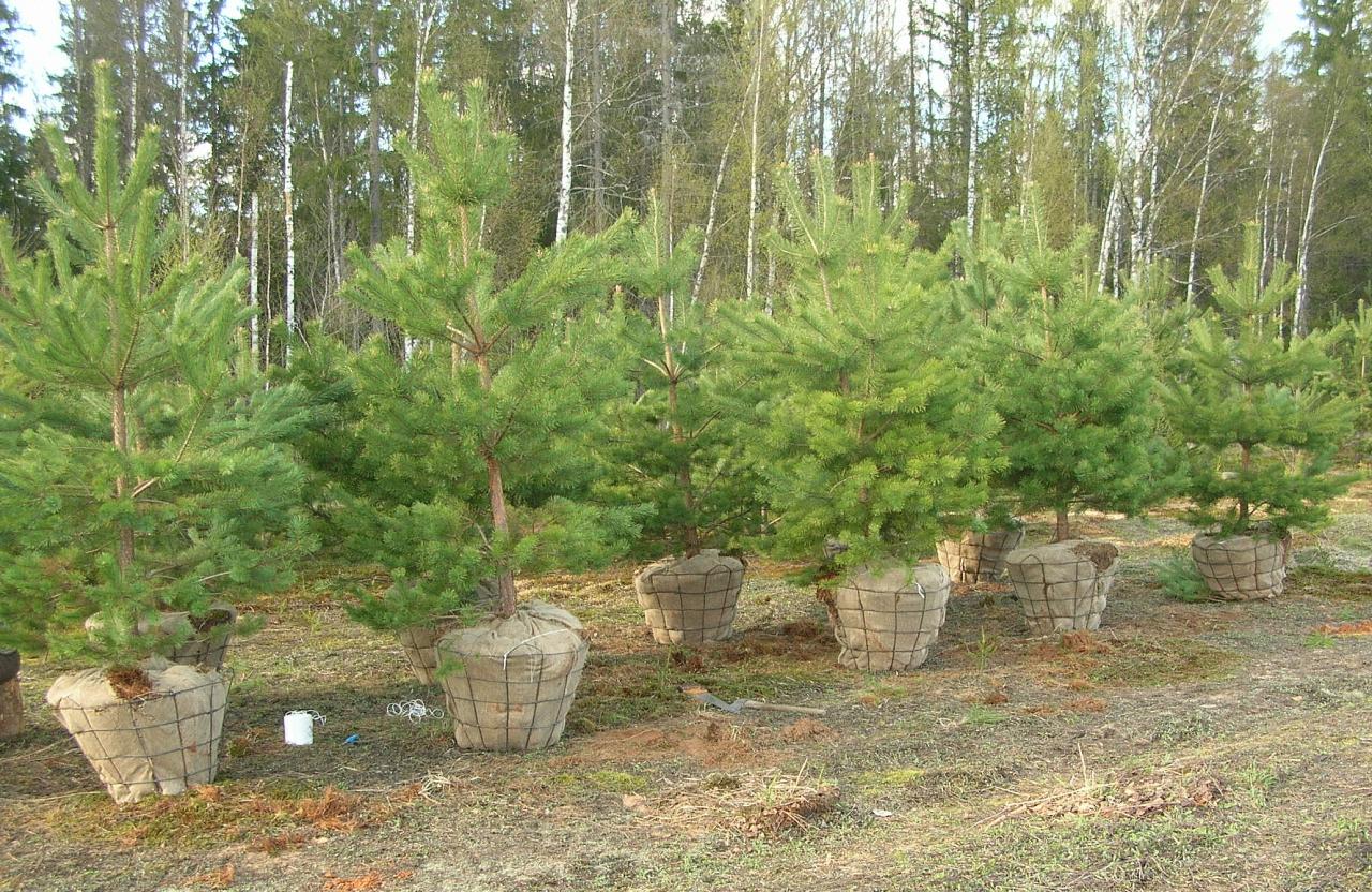 Посадка молодых деревьев